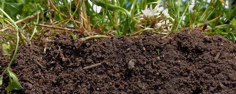 碱性土壤的改良常用 用什么改良碱性土壤