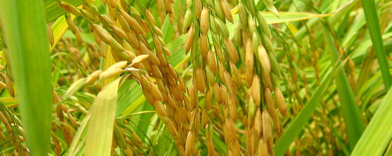 稻谷出米率一般是多少 稻谷出米率一般是多少千克