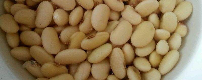 腐熟的黄豆是什么肥