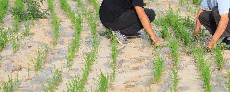 旱稻和水稻的区别（籼米是水稻还是旱稻）