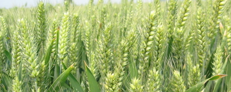 小麦的营养成分含量表（小麦 营养成分表）