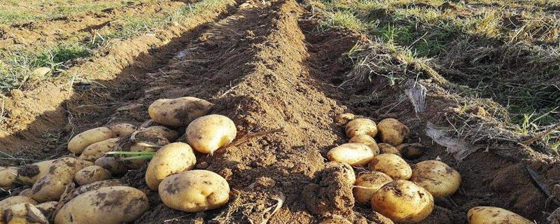 种植土豆的方法步骤（土豆的种植步骤图解）