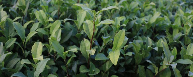 施肥对茶叶品质的影响（氮肥对茶叶的影响）