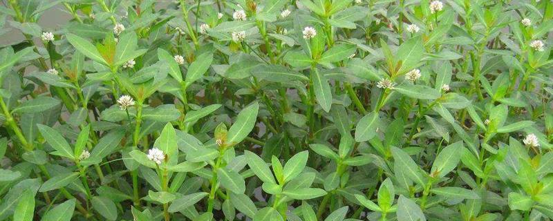 专杀水花生草烂根的除草剂 什么除草剂能杀死水花生根