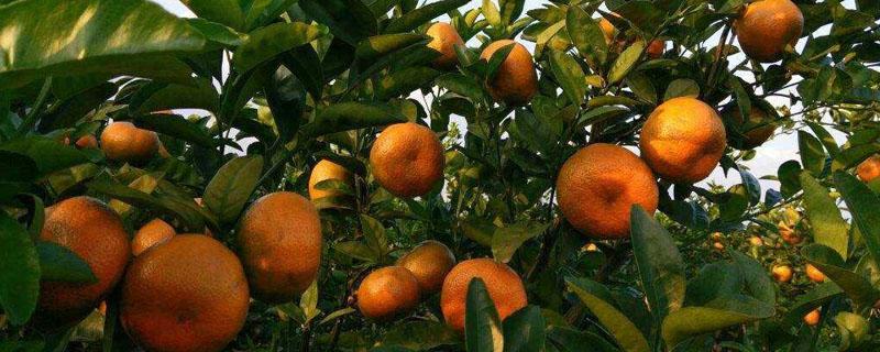柑橘落果原因与防治 引起柑橘不正常落叶的原因