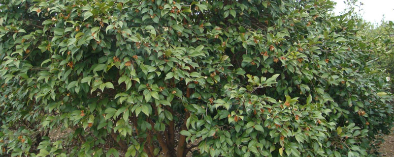 油茶树可以施复合肥吗 油茶树用什么复合肥肥料好