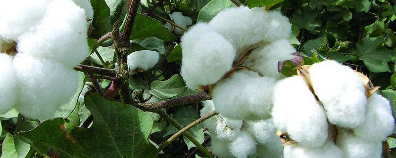 抗虫棉的培育原理（培育抗虫棉的方法）