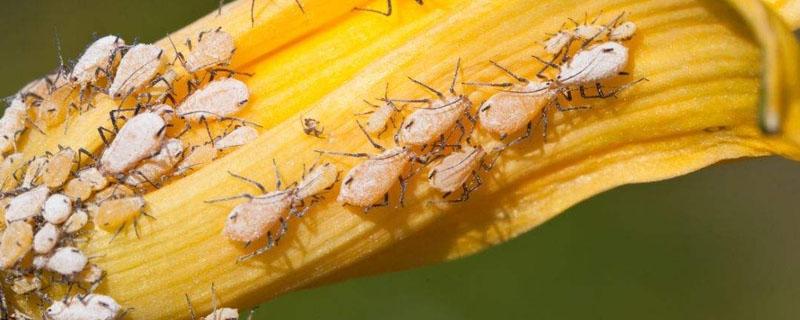 蚜虫的危害有哪些 蚜虫对植物的危害有哪几方面