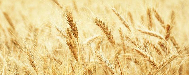 麦子亩产最高多少斤（麦子的亩产）
