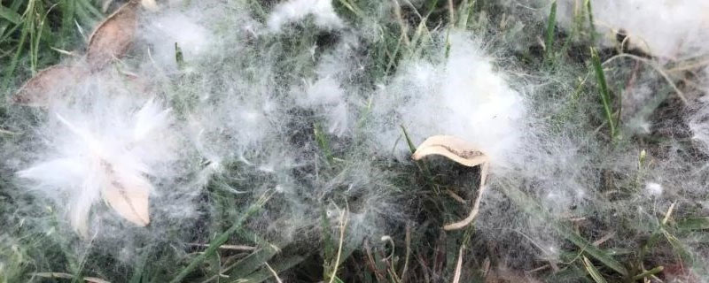 杨柳絮的防治措施（防治杨柳飞絮）
