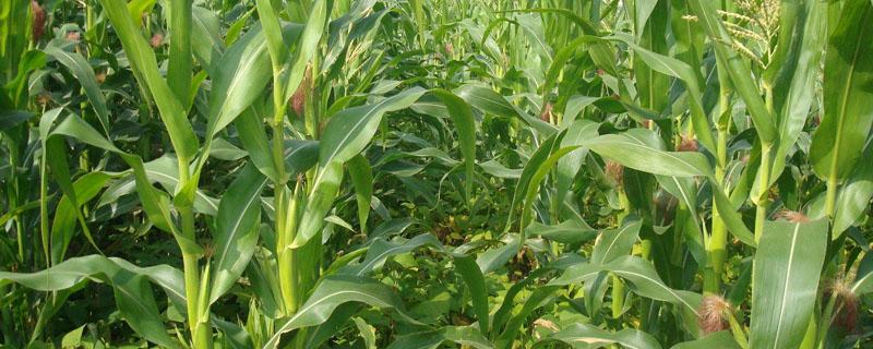 一亩地的玉米地要用多少化肥 一亩玉米地需要多少化肥