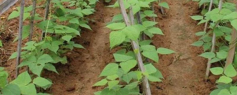 豆角种植的株距和行距 豆角种植行距株距多少