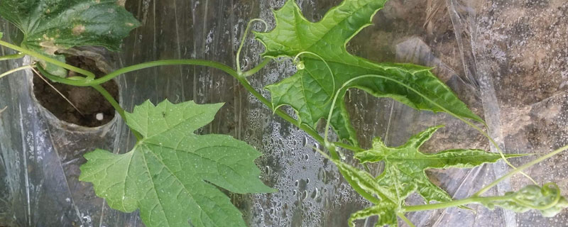 肥害的典型症状 水稻肥害的典型症状