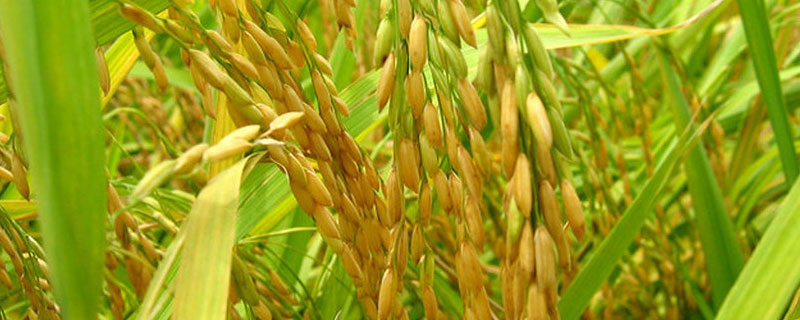 拔节孕穗期是什么意思（拔节孕穗期是什么意思类似词）