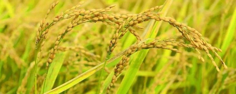 亚洲水稻种植业的特点 简述亚洲水稻种植业的特点