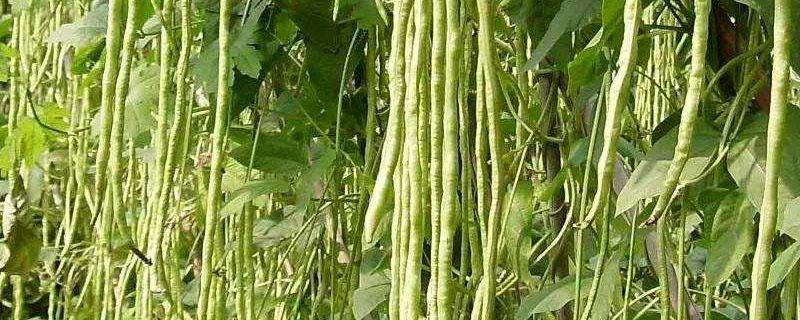 豆角红斑病特效药（豆角角斑病用什么药最好）