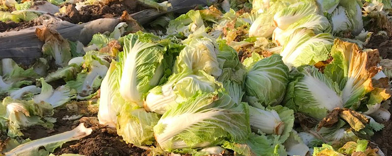 菜叶子怎么做肥料（菜叶子做有机肥）
