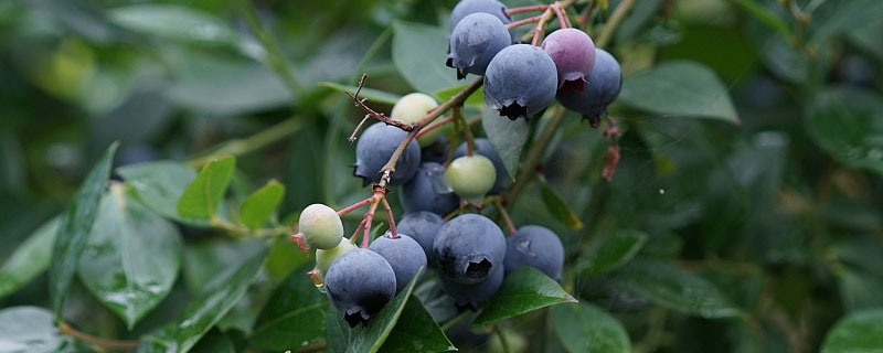 蓝莓施肥的最佳时间（盆栽蓝莓施肥时间和用量）