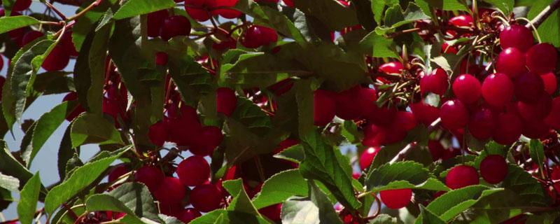 钾肥对樱桃的作用 钾肥对樱桃树的作用