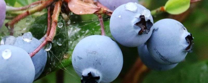 蓝莓灰霉病的治疗方法（蓝莓果实得了灰霉病能治好吗）