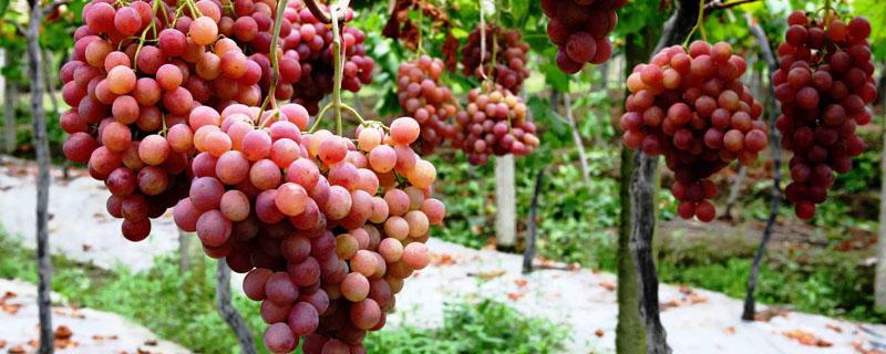 中原地区种植葡萄始于东汉还是西汉（中原地区种植葡萄是什么朝代）