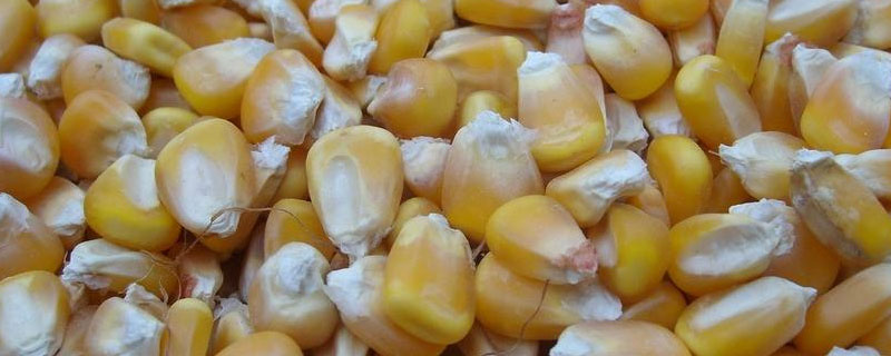 玉米种子结构图及作用 玉米种子结构介绍