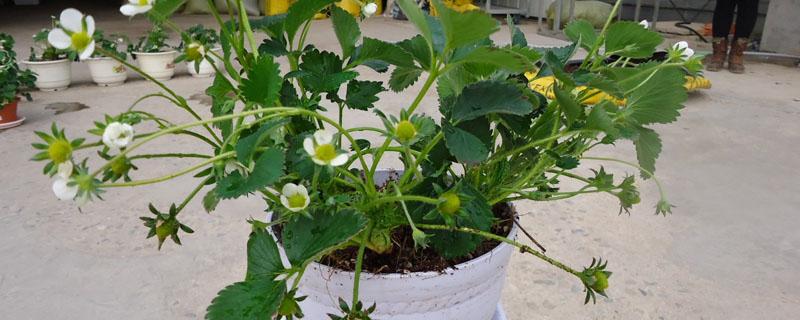 如何沤制鱼肠花肥水（沤好的鱼肠怎样浇花）