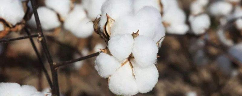 棉花什么时候播种?什么时候收获?