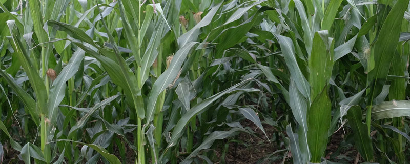 烟嘧莠去津除草剂使用说明书（烟嘧莠去津除草剂使用说明书上午能打吗七叶能打吗）