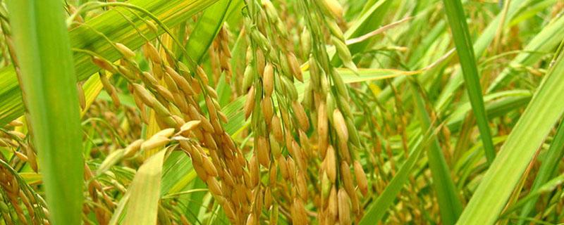 北宋从越南引进什么水稻品种 两宋时期从越南引入优良品种什么稻