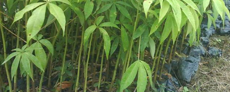 农达能除树吗 农达除草剂除树吗