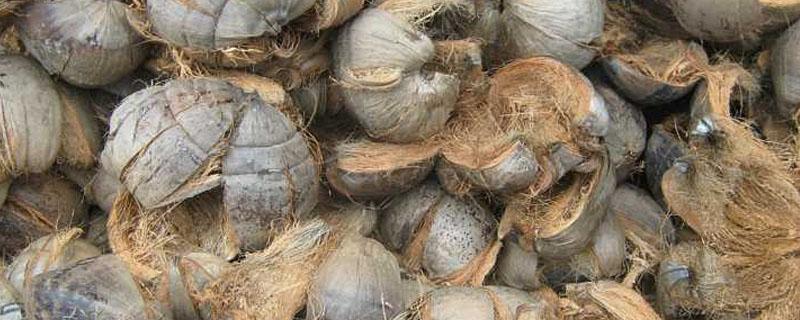 椰子皮可以做肥料吗 椰子皮能做什么