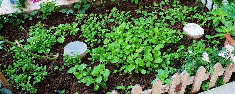 堆肥可以直接种菜吗（堆肥上面可以种蔬菜吗）