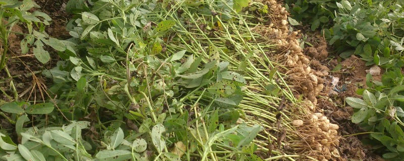 花生一亩播种几斤合适 花生播种每亩多少斤合适