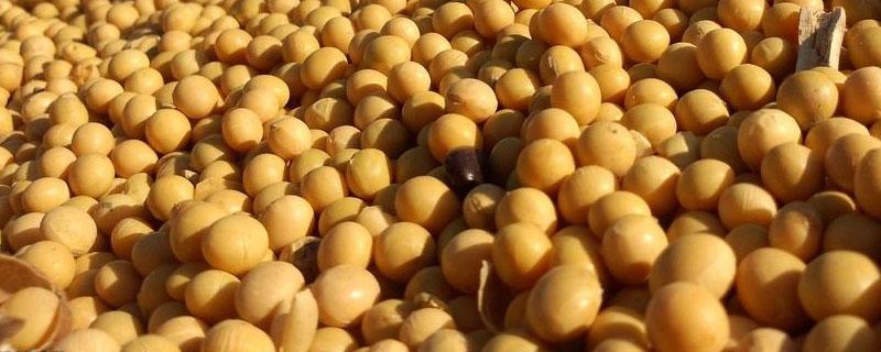 中国是粮食进口国还是出口国 中国进口粮食主要从哪个国家进口