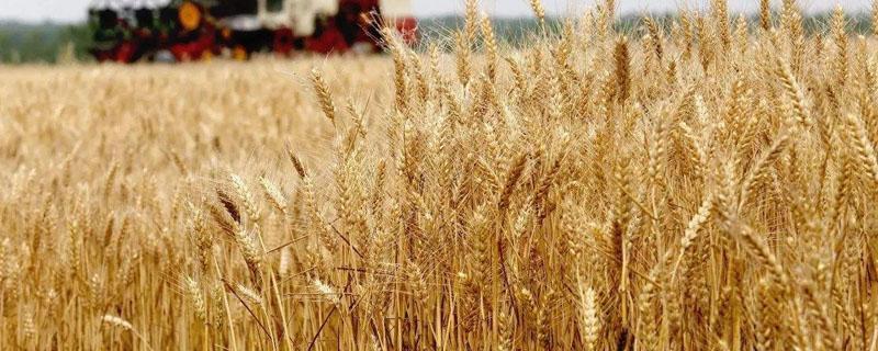 湖北小麦主产区在哪里 湖北各区域小麦分布
