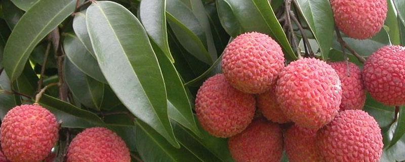 荔枝种植条件气温