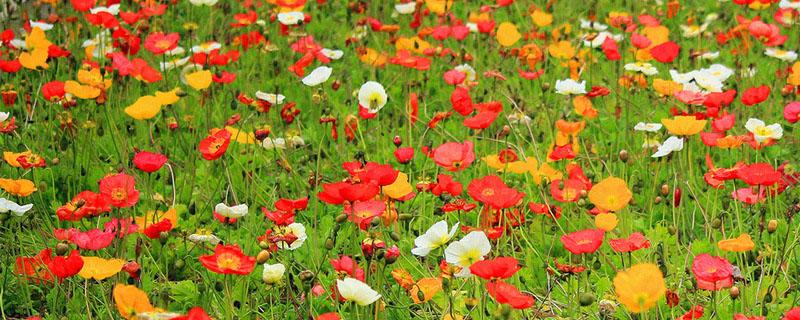 种植虞美人犯法吗 种植虞美人会被警察禁止吗