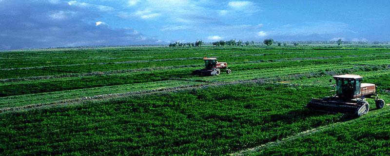 新疆的农业类型（新疆的农业类型主要是）