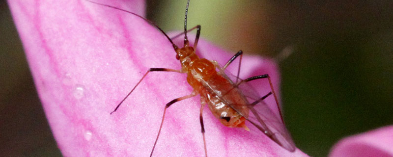 多菌灵对蚜虫有效吗（多菌灵对蚜虫有效吗?）