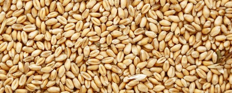 小麦种子含有脂肪吗（小麦种子可以用来检测脂肪吗）