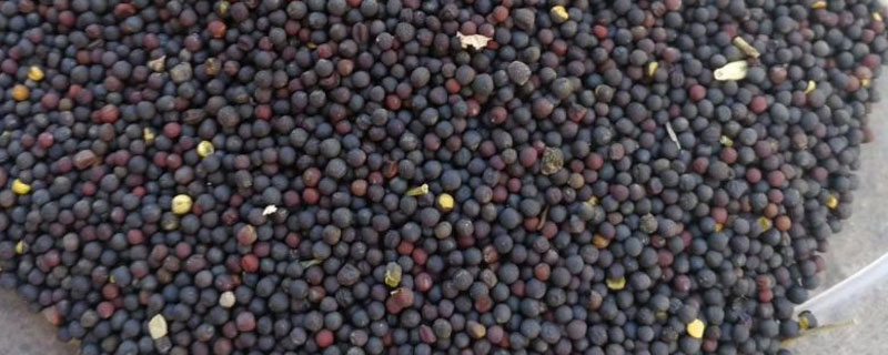 油菜籽怎么脱粒 油菜籽怎么脱壳