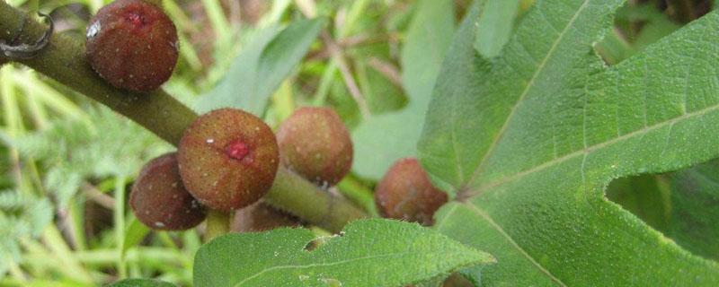 五指毛桃种植多长时间可以收成 五指毛桃种植多长时间可以收成种子