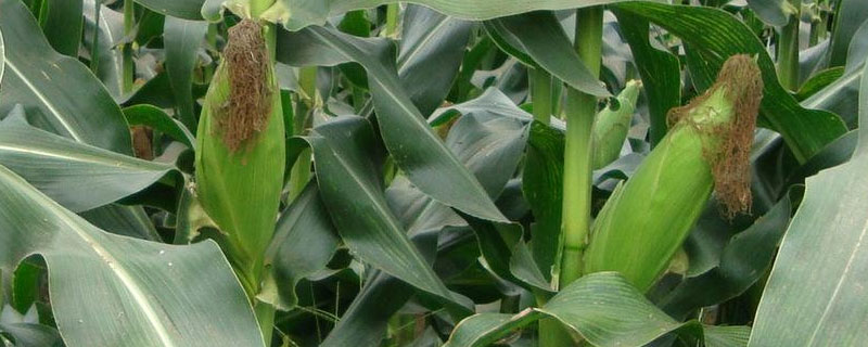 甜玉米怎样催芽浸种 甜玉米催芽技术