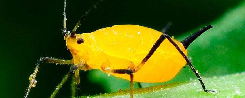 小苏打水能杀死蚜虫吗（苏打水可以杀蚜虫吗）