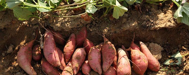 种红薯怎样施底肥 种红薯用什么肥料做底肥