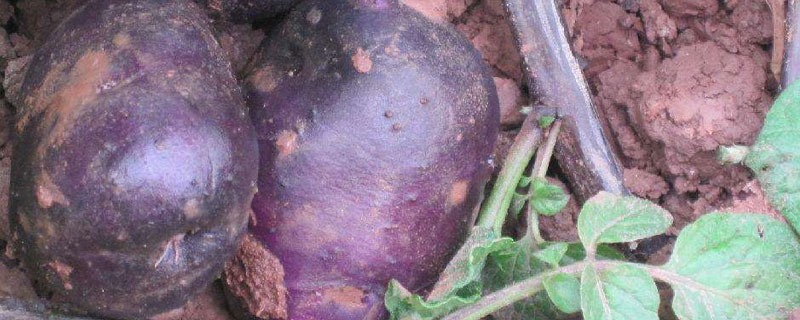 黑土豆适合哪里种植 黑土豆在哪里种植
