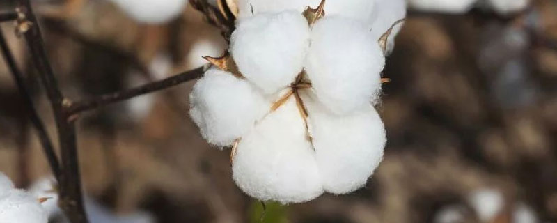 中亚地区发展棉花种植的限制因素（中亚地区发展棉花种植的自然条件）