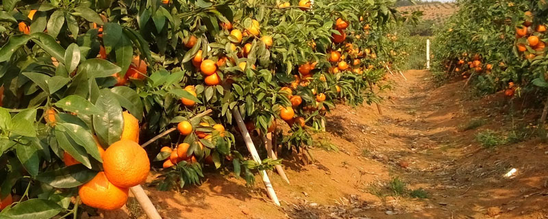 由良柑橘适宜在什么地区种植（由良柑橘适宜在什么地区种植甜桔柚）
