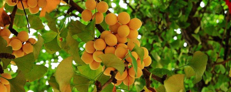 银杏树通过什么传播种子（银杏树能产生种子吗）